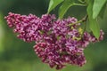 A sprig of fragrant purple lilac during spring flowering