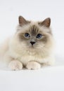 Lilac Birmanese Domestic Cat laying against White Background