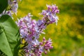 Lilac bloom sky blue spring. close-up gardening