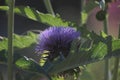 Lilac artichoke in side view, contre-jour shot. Royalty Free Stock Photo