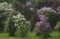 Lilac blooming in the city garden. Moscow