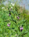 Lilac blooming Common Comfrey Royalty Free Stock Photo