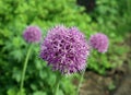 lilac blooming decorative bow (Latin allium) on a blurred background Royalty Free Stock Photo