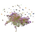 Lilac blooming tree and butterflies on white Royalty Free Stock Photo