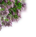 Lilac blooming tree Royalty Free Stock Photo