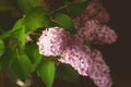 Lilac Blooms Beautiful Bunch of Lilac Lilac Flowering Flower Background Green branch with spring Purple Flower Dark Background Royalty Free Stock Photo