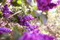 Lilac blooms. A beautiful bunch of lilac closeup. Green branch with spring lilac flowers. Lilac bush. Lilac flowers on tree in gar Royalty Free Stock Photo