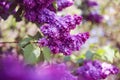 Lilac blooms. A beautiful bunch of lilac closeup. Green branch with spring lilac flowers. Lilac bush. Lilac flowers on tree in gar Royalty Free Stock Photo
