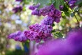 Lilac blooms. A beautiful bunch of lilac closeup. Green branch with spring lilac flowers. Lilac bush. Lilac flowers on tree in gar Royalty Free Stock Photo