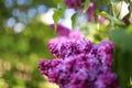 Lilac blooms. A beautiful bunch of lilac closeup. Green branch with spring lilac flowers. Lilac bush. Lilac flowers on tree in gar Royalty Free Stock Photo