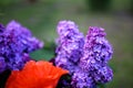 Lilac blooms. A beautiful bunch of lilac closeup. Green branch with spring lilac flowers. Lilac bush. Lilac flowers on tree in gar Royalty Free Stock Photo