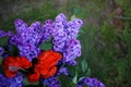 Lilac blooms. A beautiful bunch of lilac closeup. Green branch with spring lilac flowers. Lilac bush. Lilac flowers on tree in gar Royalty Free Stock Photo