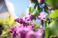 Lilac blooms. A beautiful bunch of lilac closeup. Green branch with spring lilac flowers. Lilac bush. Lilac flowers on tree in gar Royalty Free Stock Photo