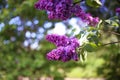 Lilac blooms. A beautiful bunch of lilac closeup. Green branch with spring lilac flowers. Lilac bush. Lilac flowers on tree in gar Royalty Free Stock Photo