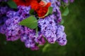 Lilac blooms. A beautiful bunch of lilac closeup. Green branch with spring lilac flowers. Lilac bush. Lilac flowers on tree in gar Royalty Free Stock Photo