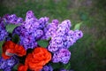 Lilac blooms. A beautiful bunch of lilac closeup. Green branch with spring lilac flowers. Lilac bush. Lilac flowers on tree in gar Royalty Free Stock Photo