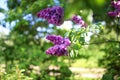 Lilac blooms. A beautiful bunch of lilac closeup. Green branch with spring lilac flowers. Lilac bush. Lilac flowers on tree in gar Royalty Free Stock Photo