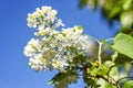 Lilac blooms. A beautiful bunch of lilac closeup. Lilac Flowering. Lilac Bush Bloom.