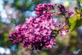 Lilac blooms. A beautiful bunch of lilac closeup. Lilac Flowering. Lilac Bush Bloom.