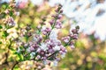 Lilac blooms. A beautiful bunch of lilac closeup. Lilac Flowering. Lilac Bush Bloom.