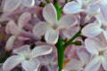 Lilac flowers close-up