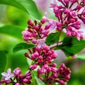 Lilac blooms with water drops. A beautiful bunch of lilacs closeup. Natural seasonal floral background. Royalty Free Stock Photo