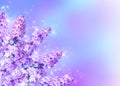 Lilac blossom Royalty Free Stock Photo