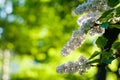 Lilac blossom Royalty Free Stock Photo