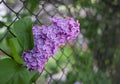 Lilac blossom flowers spring view