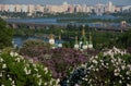 Lilac blossom in Kiev Royalty Free Stock Photo