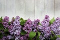 Lilac blossom Mockup on rustic wooden background