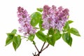 Lilac blossom on white Royalty Free Stock Photo