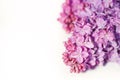 Lilac blossom Royalty Free Stock Photo