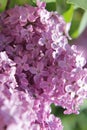 LILAC BLOSSOMS Royalty Free Stock Photo