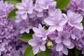 Lilac Blossom at Close Range. generative ai Royalty Free Stock Photo