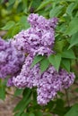 Lilac Blossoms - Syringa vulgaris Royalty Free Stock Photo