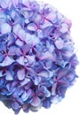 Lilac-blue hydrangea isolated on white Royalty Free Stock Photo
