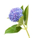 Lilac-blue hydrangea isolated on white Royalty Free Stock Photo