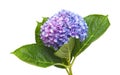 Lilac-blue hydrangea isolated on white Royalty Free Stock Photo