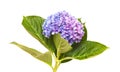 Lilac-blue hydrangea isolated on white Royalty Free Stock Photo
