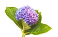 Lilac-blue hydrangea isolated on white Royalty Free Stock Photo