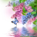Lilac blue and pink butterfly