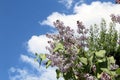 Lilac and blue sky with white clouds Royalty Free Stock Photo