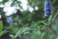 Lilac blue wild fluffy flowers floral nature background and texture with retro vintage toning Royalty Free Stock Photo