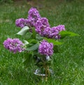 Fresh Cut Lilac Bouqet in a Clear Glass Jar on Green Grass Royalty Free Stock Photo