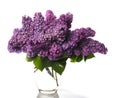 Lilac bouquet isolated on white