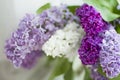 Lilac bouquet several colors over Syringa vulgaris. Lilac flowers bunch over blurred background. Beautiful violet Lilac flower Royalty Free Stock Photo