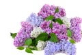 Lilac bouquet several colors over white Syringa vulgaris