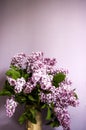 Lilac bouquet in vase on purple background. Vertical vignette photo, copy space Royalty Free Stock Photo