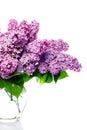 Lilac bouquet on white